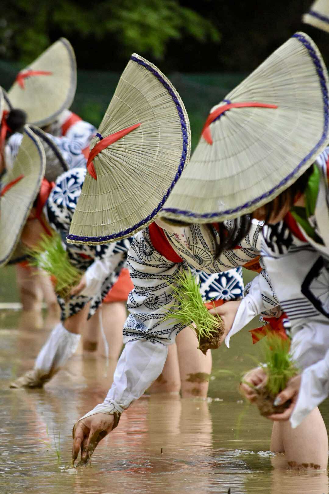 「御田植え祭」